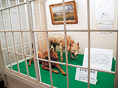 北海道大学植物園・博物館