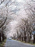 太平山