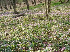 万葉自然公園かたくりの里