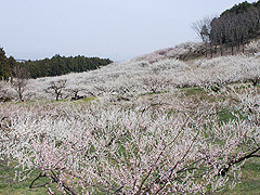 みさと芝桜公園