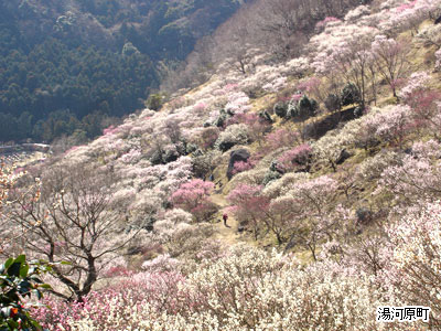 湯河原梅林