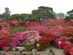 群馬県立つつじが岡公園