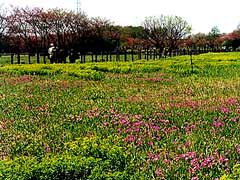 田島ケ原サクラソウ自生地