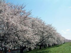 熊谷桜堤