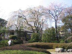 中院