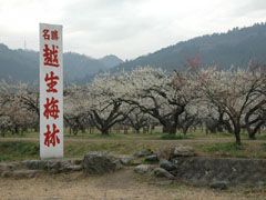 越生梅林