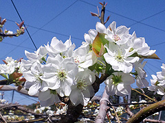 渡来果樹園