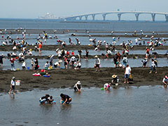 金田見立海岸潮干狩り場