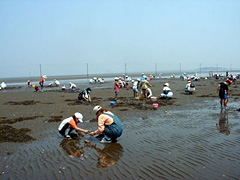 久津間海岸潮干狩り場