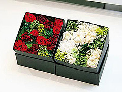Nicolai Bergmann Sumu