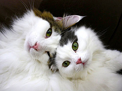 Cat Cafe ねころび
