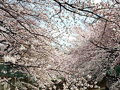 石神井川の桜並木