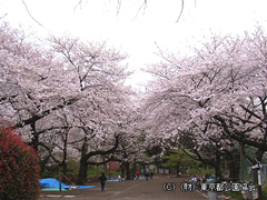 石神井公園