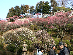 池上梅園