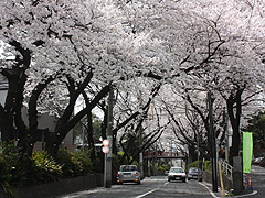 桜坂