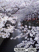 目黒川の桜並木