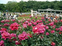 都立神代植物公園