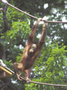 多摩動物公園