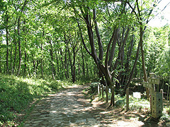 都立小山田緑地