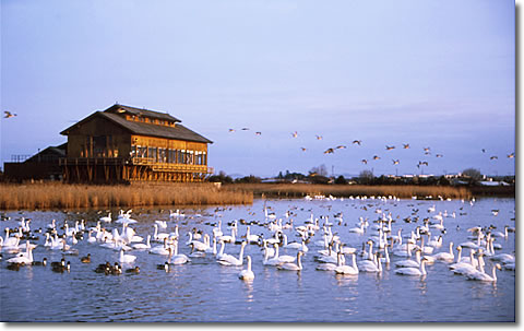 米子水鳥公園