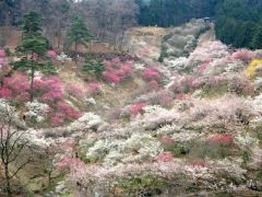 青梅市梅の公園