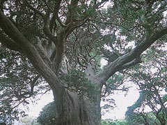 東要寺
