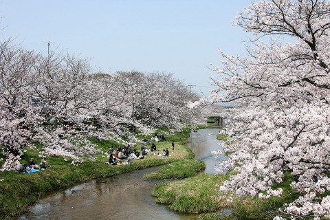 玉湯川の桜並木