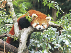 池田動物園