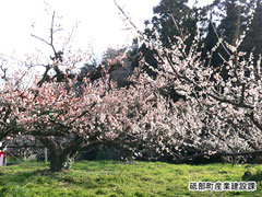 七折梅園