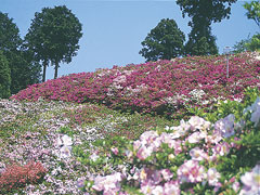 冨士山公園