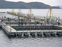おさかな牧場 シーロード八幡浜