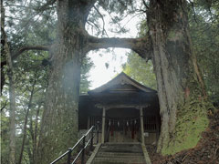 鳥居杉
