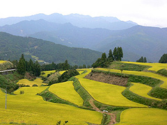 棚田