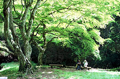 秘湯の宿滝見苑