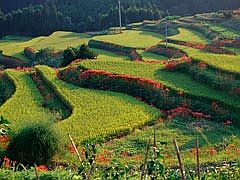 岳の棚田