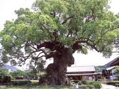 川古の大楠