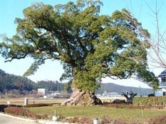 川古の大楠公園