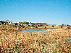 坪井川緑地