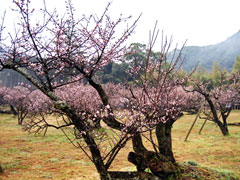 藤川天神の臥龍梅