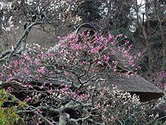 東慶寺