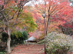 神奈川県立七沢森林公園