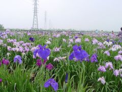 あやめの里