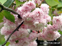 梅護寺
