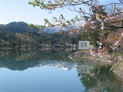 桜ケ池