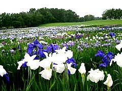 八紘学園花菖蒲園