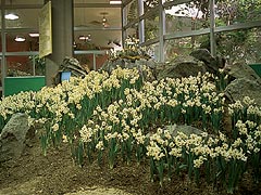 越前水仙の里公園