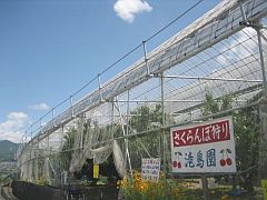 滝島フルーツ園