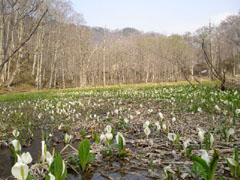 奥裾花自然園