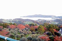 牛窓オリーブ園