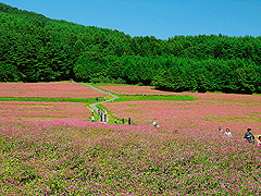 赤そばの里